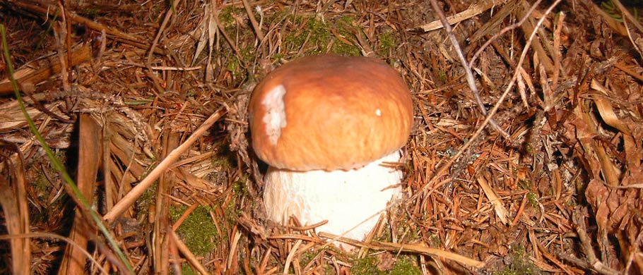 Riobianco e dintorni